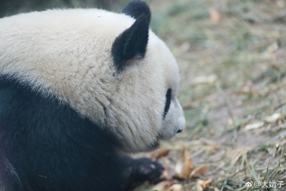 奥林匹亚福娃萌兰小雅小川 和麻麻一摸一样 微笑的胖熊猫:肥脸遗传