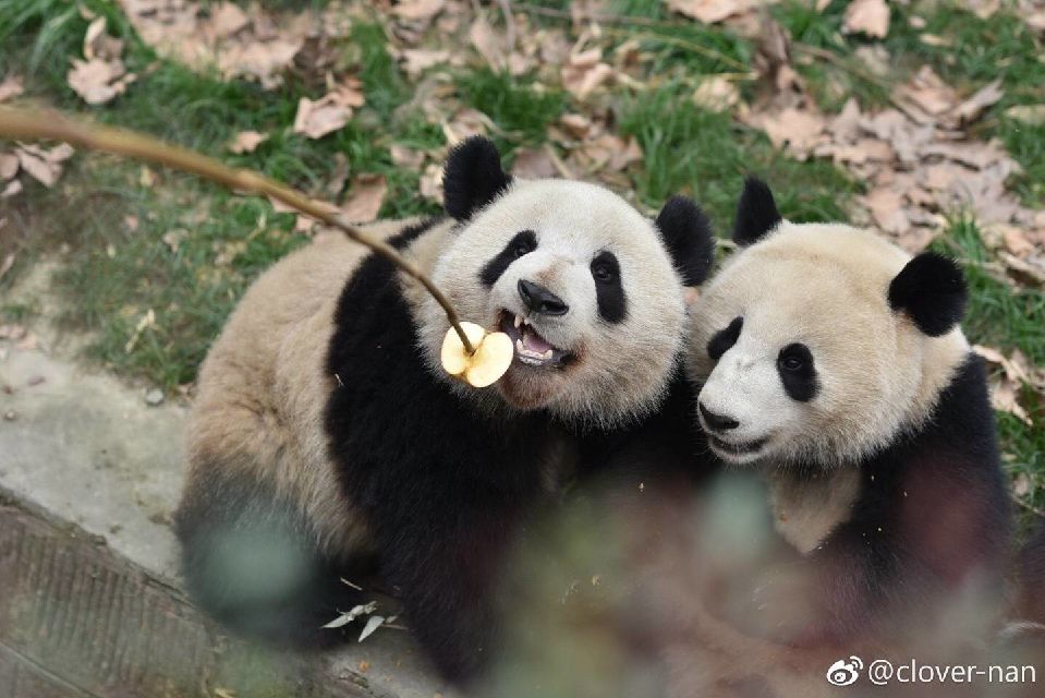 萌兰福娃奥林匹亚小雅小川 么么儿和点妃 暂无评论,快去抢沙发吧 小川